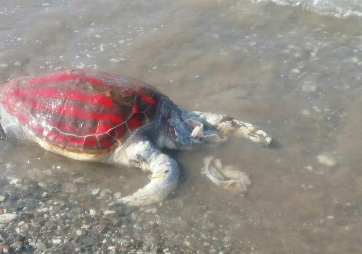 Ανεγκέφαλοι έβαψαν θαλάσσια χελώνα με σπρέι και της έκοψαν τα άκρα (βίντεο)